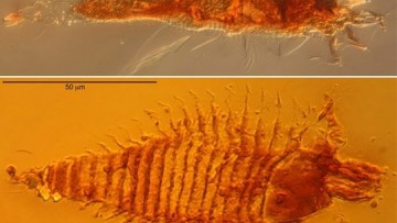 Cosa mangiavano gli acari del Triassico?