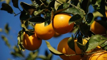 Il Dna degli agrumi ‘spiegato’ da una ricerca anche italiana Il Dna degli agrumi ‘spiegato’ da una ricerca anche italiana