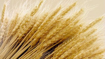 Glutine: l’effetto piroelettrico per scovare le tracce minime