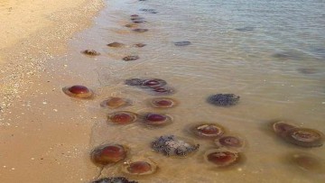 Meduse, alghe e posidonie spiaggiate: l’interramento e’ reato?