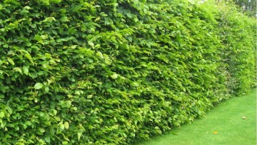 Distanze dai confini e alberi: la normativa vigente