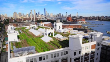 Agricoltura urbana: il campo da 11 ettari sui tetti di New York