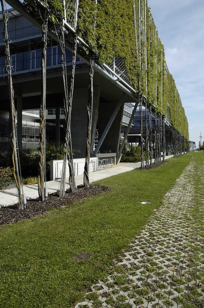 Attacco a terra, coi fusti delle piante coadiuvati nel loro sviluppo dai montanti metallici verticali