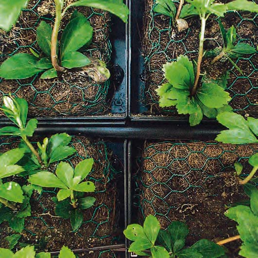 Dettaglio del sistema d’inverdimento modulare e prevegetato