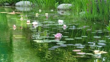 Biopiscine: elementi costitutivi e differenze con le piscine classiche