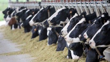 Sversamento di liquami: scarico o “rifiuto liquido” ?