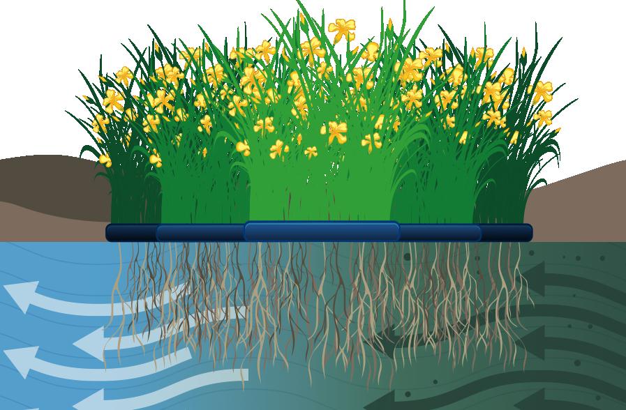 Figura 3. Fitodepurazione flottante