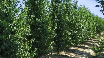 Usare il verde per realizzare frangivento naturali: ecco come