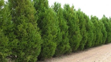 Progettare barriere verdi con la vegetazione