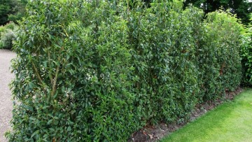 Quando il verde serve a progettare barriere