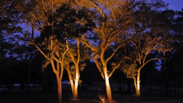 Progettare giardini e terrazze: come illuminare gli alberi