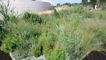 La fitodepurazione per il trattamento delle acque reflue agro-industriali