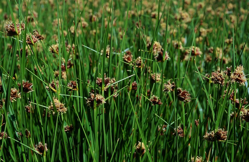 Scirpus maritimus