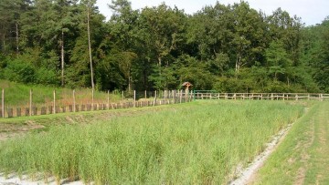 Fitodepurazione: come scegliere le piante più adatte