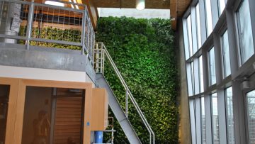 La parete verde come sistema di fitodepurazione