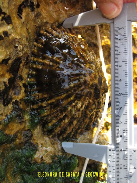 geoswim_eleonora_de_sabata