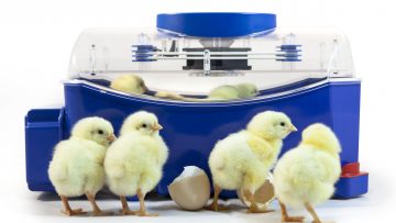 Incubatrici per uova: le elevate prestazioni dei prodotti Borotto