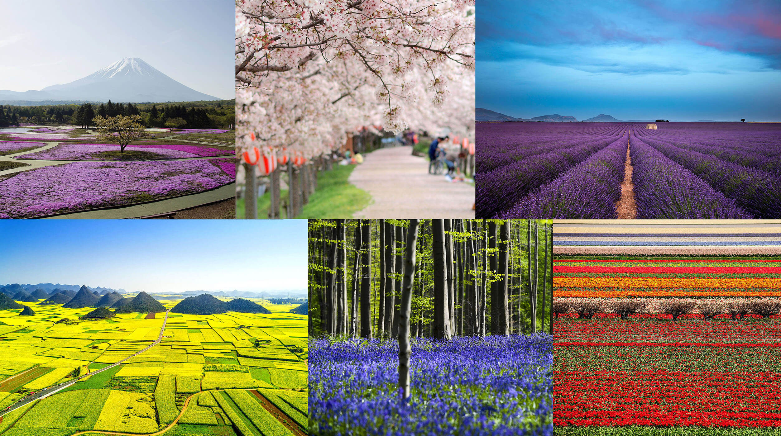 Parchi e giardini in fiore, ecco i 12 più spettacolari al mondo