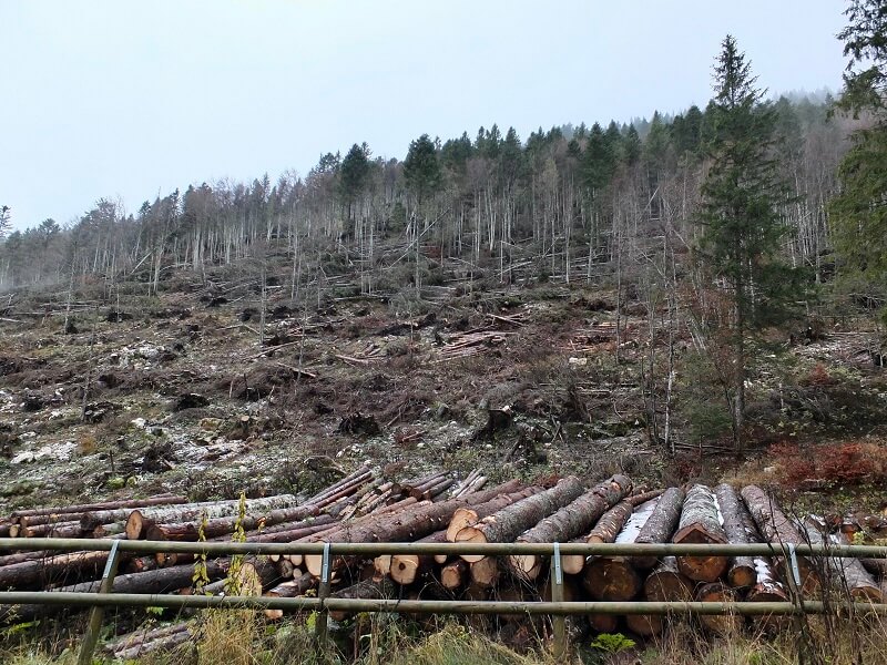 Legno solidale dalla tempesta di vento VAIA