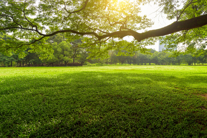 Verde urbano, a che punto siamo?