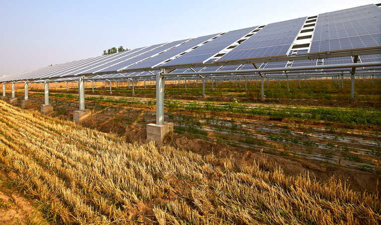 Decreto Agricoltura: stop al fotovoltaico solo sui campi agricoli coltivabili