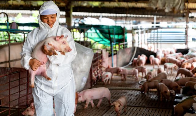 contrasto alla peste suina